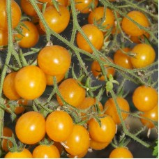 Organic Yellow Clementine Tomato 
